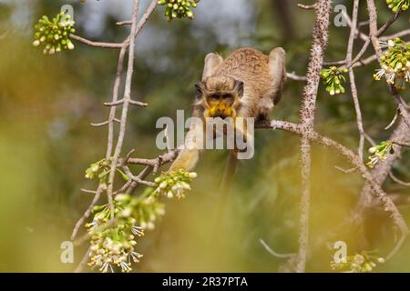 Callithix Monkey (Cercopithecus sabaeus) adulte, avec pollen sur le visage, se nourrissant de fleurs d'arbre de ceiba, Niokolo-Koba, Sénégal Banque D'Images