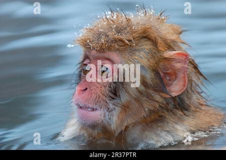 Macaque à face rouge, macaque à face rouge, macaque japonais (Macaca fuscata), singe-neige, singes-neige, macaque japonais, macaques japonais, Macaque japonais Banque D'Images