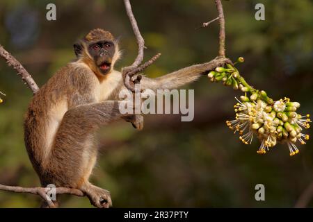 Singe Callithrix (Cercopithecus sabaeus) adulte, se nourrissant de fleurs d'arbre de ceiba, Niokolo-Koba, Sénégal Banque D'Images