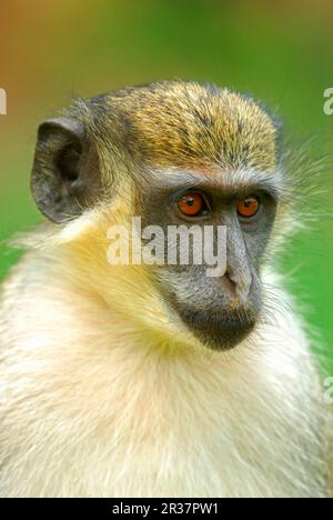 Callithix Monkey (Cercopithecus sabaeus) adulte, gros plan de la tête, Gambie Banque D'Images