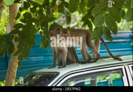 Macaques mangeant du crabe (Macaca fascicularis), macaque mangeant du crabe, macaque javanais, macaque à queue longue, singes, Macaques, primates, mammifères Banque D'Images