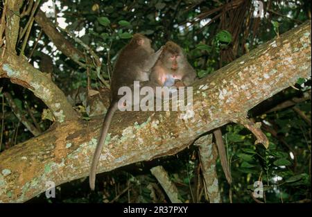 Macaques mangeant du crabe (Macaca fascicularis), singes javanais, macaque à queue longue, singes, macaques, Primates, mammifères, animaux, macaque mangeant du crabe Banque D'Images