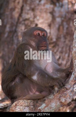 Assamese assam macaque (Macaca assamensis) adulte mâle dans l'arbre, gros plan, Mae Sai (S), Thaïlande Banque D'Images