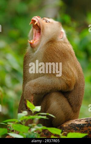 Macaque à queue de cochon (Macaca leonina) adulte mâle, menaçant rival, dans la forêt tropicale de mousson, Khao Yai N. P. Thaïlande Banque D'Images