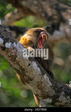 Assamese assam macaque (Macaca assamensis) adulte mâle dans l'arbre, exposition de menace, Mae Sai, Thaïlande Banque D'Images