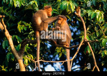 Macaque de bonnet (Macaca radiata), singes de chapeau indien, singes, macaques, primates, Mammifères, animaux, Bonnet Macaque deux adultes dans l'arbre, un toilettage Banque D'Images