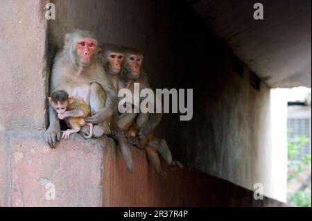 Rhésus macaque (Macaca mulatta) trois adultes, avec des bébés, assis sur une corniche sous un pont, Jaipur City, Rajasthan, Inde Banque D'Images