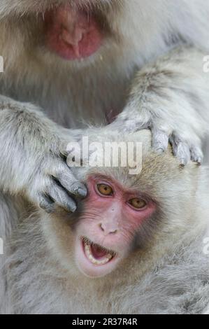 Macaque à face rouge, macaque à face rouge, macaque japonais (Macaca fuscata), singe-neige, singes-neige, macaque japonais, macaques japonais, Macaque japonais Banque D'Images