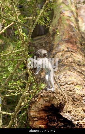 Singe Vervet à face noire (Cercopithecus aethiops), jeune Banque D'Images