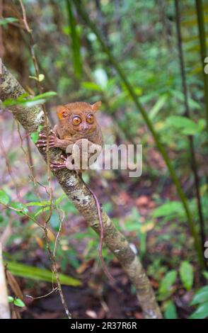 Tarsier philippin (Tarsius syrichta), singes, mammifères, animaux, adulte tarsier philippin, Accroché au tronc des arbres dans la forêt, sur l'île Bohol Banque D'Images