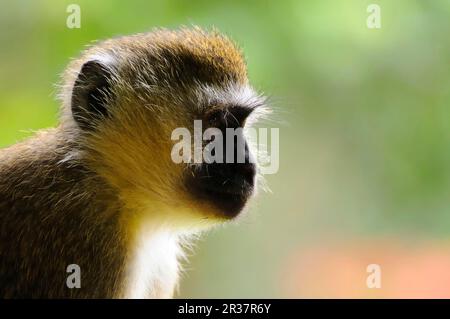 Singe vervet (Chlorocebus pygerythrus) adulte, gros plan de la tête, dans la forêt montagnarde, Forêt de Nyungwe N. P. Rwanda Banque D'Images