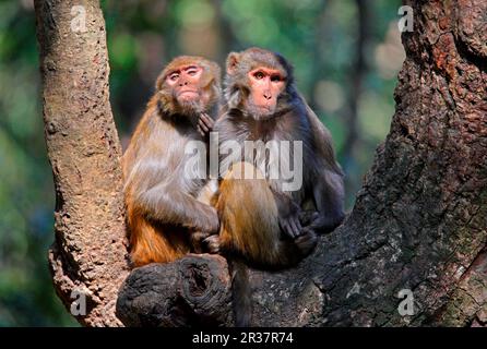 Rhésus macaque (Macaca mulatta) deux adultes, rayant le menton, assis dans un arbre, Katmandou, Népal Banque D'Images