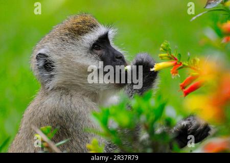 Singe vervet (Chlorocebus pygerythrus) adulte, gros plan de la tête, se nourrissant de fleurs, Forêt de Nyungwe N. P. Rwanda Banque D'Images