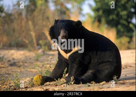 Ours noir asiatique (Selenarctos thibetanus) adulte, se nourrissant de Jackfruit (Artocarpus sp.), Cambodge, en captivité Banque D'Images