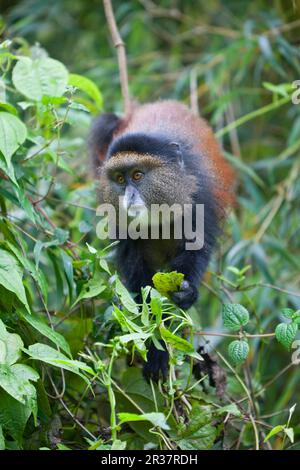 Le singe doré (Cercopithecus kandti), adulte, se nourrit de feuilles, en forêt de bambou, volcans N. P. Virunga Mountains, Rwanda Banque D'Images