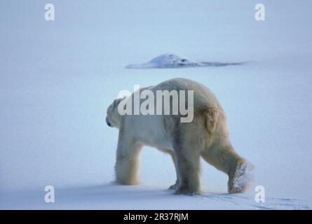 Ours polaires, ours polaires (Ursus maritimus) ours polaires ours, prédateurs, mammifères, animaux, ours polaires en randonnée dans un paysage enneigé Banque D'Images