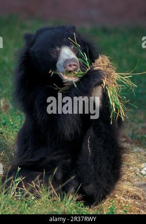 Ursus ursinus, ours en peluche, ours en peluche (Melursus ursinus), ours, prédateurs, mammifères, animaux, Ours en peluche, nourriture (S) Banque D'Images