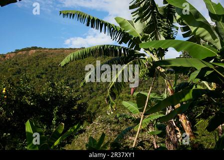 Palmier avec un bouquet de bananes vertes, non mûres, accrochées, avec la fleur à la fin de l'amas. Plantation à Santander, Colombie. Banque D'Images