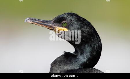 Les schags communs (Phalacrocorax aristotelis) diffèrent des espèces de cormoran étroitement liées par l'absence totale de blanc sur le corps Banque D'Images