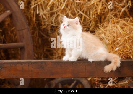 British Longhair, chaton, blanc crème, 10 semaines Banque D'Images