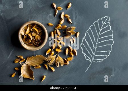 Beechnuts dans un bol en bois, fruits et feuilles de hêtre à côté d'une feuille de hêtre tirée à la craie sur un tableau noir Banque D'Images