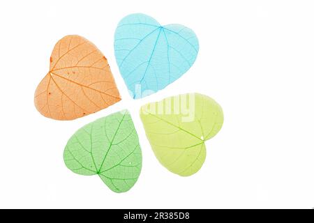 Quatre feuilles squelette en forme de coeur de couleur sur fond blanc Banque D'Images