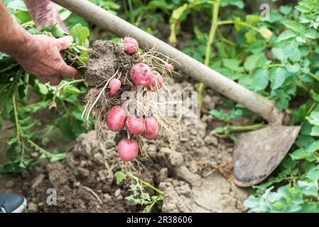 Fermier prenant des pommes de terre de la terre Banque D'Images