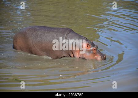 Un hippo nage et marche dans l'eau Banque D'Images