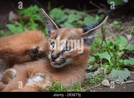 Close up portrait of baby caracal chaton Banque D'Images