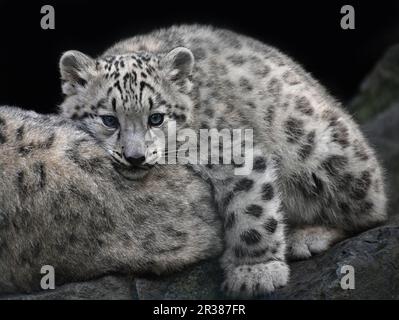 Close up snow leopard cub reposant sur la mère Banque D'Images