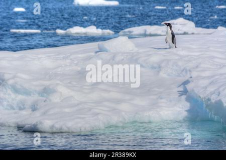 Pingouins d'Adélie sur l'iceberg en Antarctique Banque D'Images