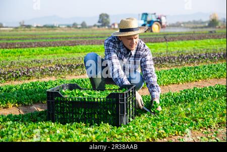 Agriculteur récoltant de la salade de champs verts dans une plantation agricole Banque D'Images