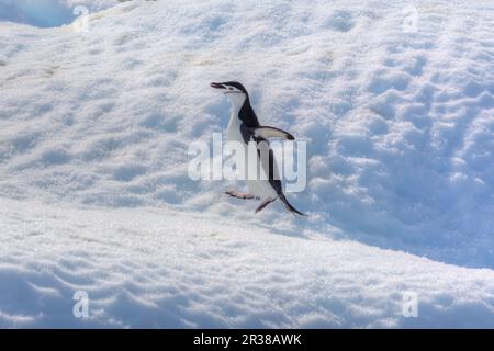 Pingouins en bande marchant sur un chemin dans la neige en Antarctique Banque D'Images