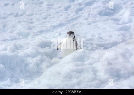 Pingouins en bande marchant sur un chemin dans la neige en Antarctique Banque D'Images