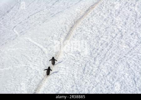 Pingouins en bande marchant sur un chemin dans la neige en Antarctique Banque D'Images