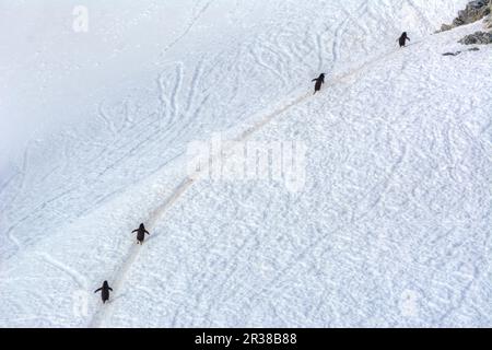 Pingouins en bande marchant sur un chemin dans la neige en Antarctique Banque D'Images