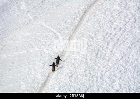 Pingouins en bande marchant sur un chemin dans la neige en Antarctique Banque D'Images