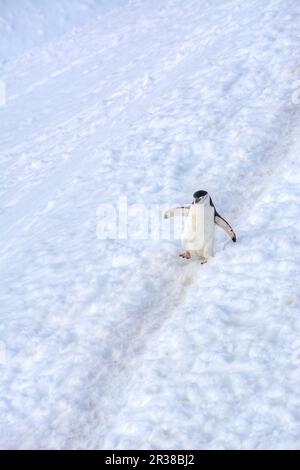 Pingouins en bande marchant sur un chemin dans la neige en Antarctique Banque D'Images