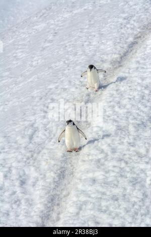 Pingouins en bande marchant sur un chemin dans la neige en Antarctique Banque D'Images