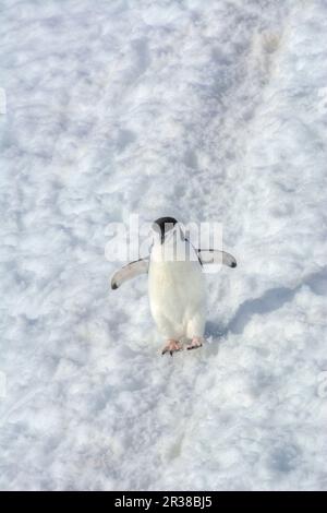 Pingouins en bande marchant sur un chemin dans la neige en Antarctique Banque D'Images