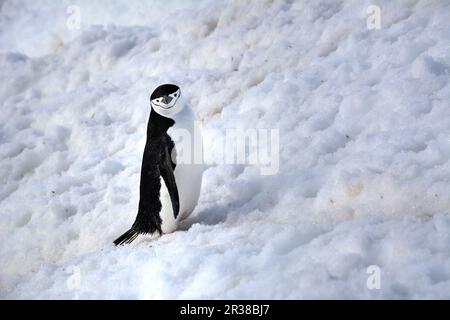 Pingouins en bande marchant sur un chemin dans la neige en Antarctique Banque D'Images