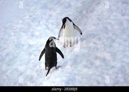 Pingouins en bande marchant sur un chemin dans la neige en Antarctique Banque D'Images