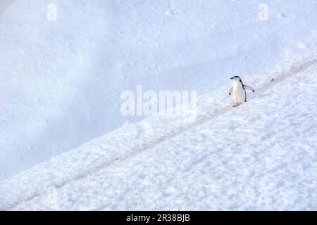 Pingouins en bande marchant sur un chemin dans la neige en Antarctique Banque D'Images