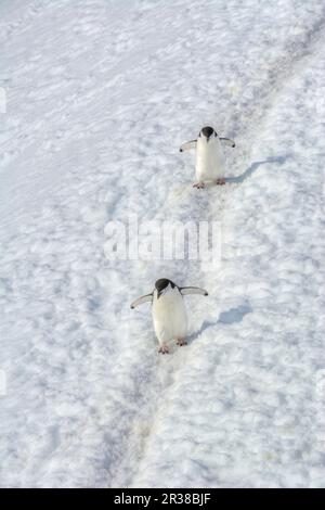 Pingouins en bande marchant sur un chemin dans la neige en Antarctique Banque D'Images