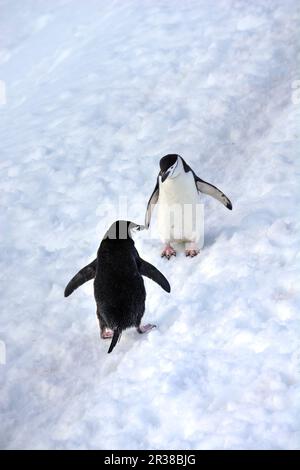 Pingouins en bande marchant sur un chemin dans la neige en Antarctique Banque D'Images