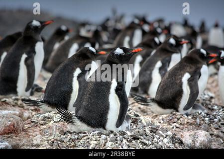 Colonies de pingouins Gentoo pendant la saison de reproduction en Antarctique Banque D'Images