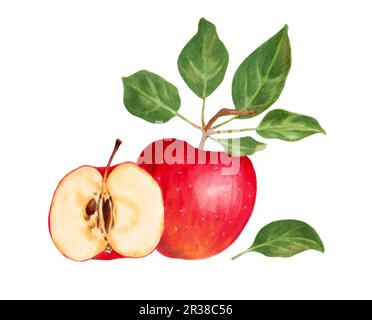 Pomme rouge réaliste. Composition de fruits avec des pommes entières, moitié et feuilles d'une pomme.juteux, pommes savoureuses pour votre conception.isolé sur un fond blanc. Banque D'Images