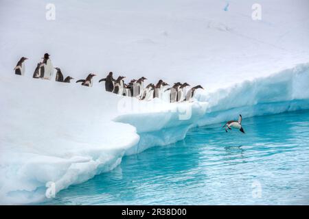 Les pingouins de Gentoo sur un iceberg dans leur habitat naturel en Antarctique Banque D'Images