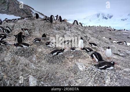 Colonies de pingouins Gentoo pendant la saison de reproduction en Antarctique Banque D'Images