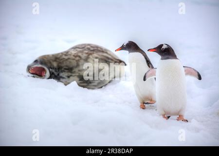 Paire de pingouins gentoo à côté d'un phoque en Antarctique Banque D'Images